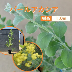 100cm AJVA V{c[  Ύ ϗtA yp[AJVA 1.0mOz