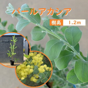 120cm AJVA V{c[  Ύ ϗtA yp[AJVA 1.2mOz