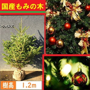  120cm NX}Xc[ { Y ݂̖ V{c[  Ύ A y~mL(EW~mL)@1.2mOz