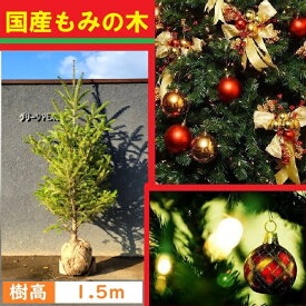 送料無料 150cm クリスマスツリー 本物 国産 もみの木 シンボルツリー 庭木 常緑樹 鉢植え 室内 大型【モミノキ(ウラジロモミノキ)　樹高1.5m前後】