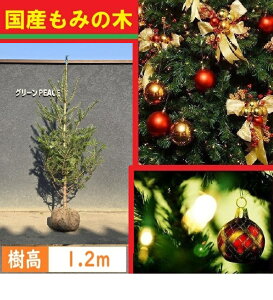  120cm NX}Xc[ { Y ݂̖ V{c[  Ύ A y~mL(EW~mL)@1.2mOz