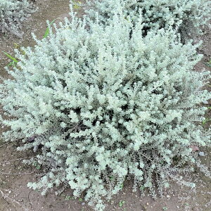  50cm OhJo[ V{c[  񂹐A Ύ ϗtA yEGXgMA(X[L[zCg) 0.5mOz