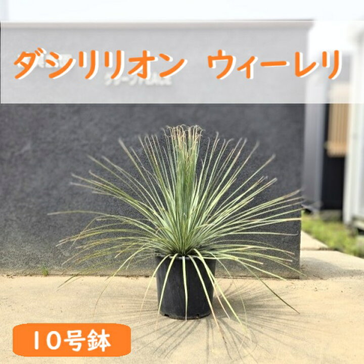 楽天市場】10号鉢 ロックガーデン ドライガーデン 観葉植物 多肉植物 