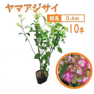 40cm 10{Zbg _  t y}AWTCw10{Zbgx 0.4mOz