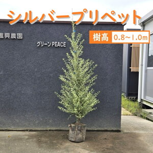 80cm 100cm _  t J[[tyVo[vybg 0.8m`1.0mz
