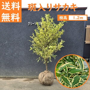  120cm  _  Ύ myTJL 1.2mOz