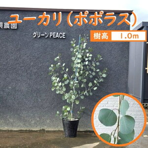 100cm V{c[  Ύ CeA ϗtA y[J(||X) 1.0mOz