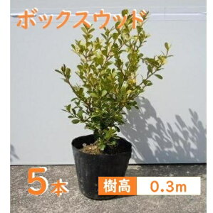 30cm 5{Zbg _  Ύ a my{bNXEbhw5{Zbgx 0.3mOz