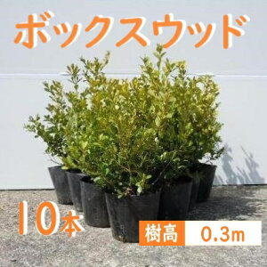 30cm 10{Zbg _  Ύ a my{bNXEbhw10{Zbgx 0.3mOz