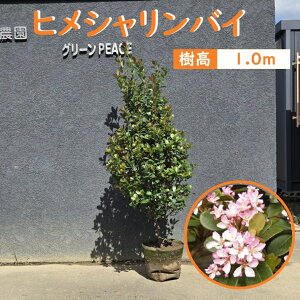 100cm Ԑ_ ډB V{c[  ΎyqVoC 1.0mOz