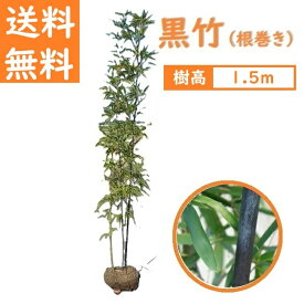 送料無料 150cm 和風モダン 坪庭 庭木 シンボルツリー 常緑樹【黒竹(根巻き) 2～3本立ち 樹高1.5m】
