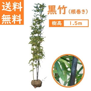  150cm a_ ؒ  V{c[ Ύy|() 2`3{ 1.5mz