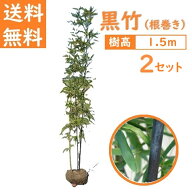 送料無料 150cm 2セット 和風モダン 坪庭 庭木 シンボルツリー 常緑樹【黒竹(根巻き)2～3本立ち『2セット…