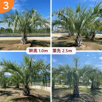 楽天市場】ココスヤシ シルバーの通販