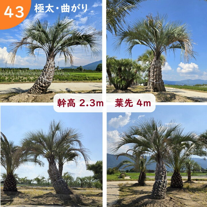 楽天市場】中型～大型 ココスヤシ ヤシの木 ドライガーデン 南国 