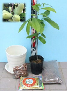 []Iׂ||[c؍͔|ZbgE}S[ENC-1EXEB[gAX1iiXxXgZNVElC̃||[c3Nڂؕc15cm|bgc60cm+21cm핗v+󂯎M