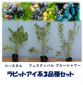 ブルーベリー 苗木の通販 価格比較 価格 Com