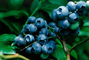 u[Nbv[nCubVnu[x[@c]}3Nc13D5cm|bg50cm