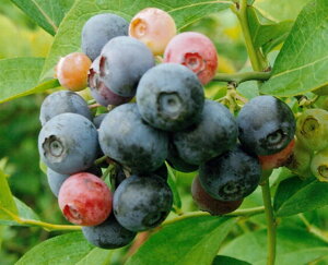 R[X^[rbgACnu[x[@c]}3Nc13D5cm|bg50cm