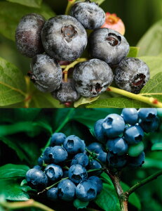 `h[u[NbvEőnCubVu[x[c؍͔|6_Zbg[}3Nc13.5cm|bg50cm]{͔|ɕKvȃZbgׂđĂ܂Iu[x