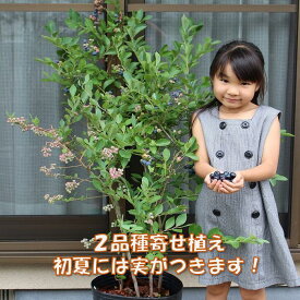 ラビットアイ系5年生超特大ブルーベリー苗2品種寄せ植え樹高約120cmフェスティバルxガーデンブルー[写真のような大苗、初夏には実がつきます]肥料500g付、ブルーベリー苗木■送料無料■