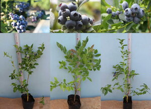 nnCubVnu[x[c3iZbgFu[NbvxfBNV[xW[W[a13.5cm|bg}3N50cm엿500gt u[x[@c