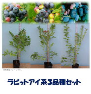 暖地向けラビットアイ系ブルーベリー苗木3品種セット：フェスティバルxパウダーブルーxガーデンブルー直…