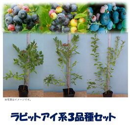 暖地向けラビットアイ系ブルーベリー苗木3品種セット：フェスティバルxクライマックスxガーデンブルー直径13.5cmポット挿し木3年生樹高約50cm■送料無料■肥料500g付き ブルーベリー　苗