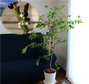 �y���Ɏ��ƉԂ�����s�v�c�Ȋϗt�A���z�l�G����W���{�`�J�o�͔|6�_�Z�b�g[6�N��������70cm�F15cm�|�b�g�l�G����W���{�`�J�o�����c�؁i���t�n�j�{�W���{�`�J�o�̓y�{���핗�v�����{��