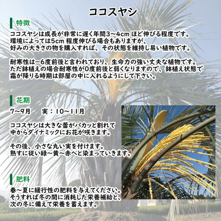 楽天市場】ココスヤシ 75cm前後 品番：S2581 : green ＆ smile 楽天市場店