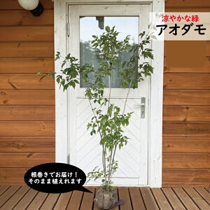 AI_@115`120cm@@ʐ^őIׂ錻i@A؁@c