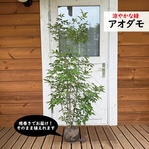 AI_@115`130cm@@ʐ^őIׂ錻i@A؁@c