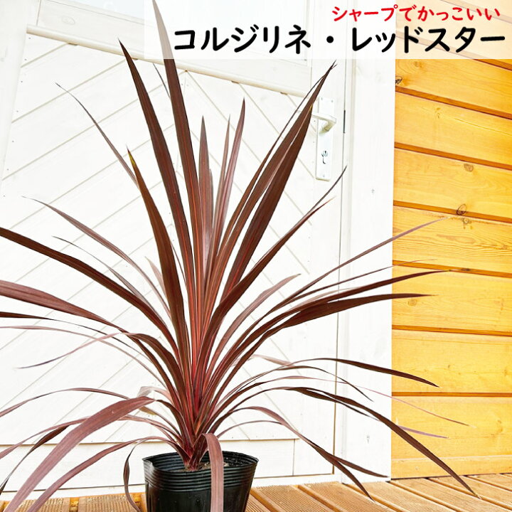 現品》コルジリネ レッドスター 樹高0.8m 03（根鉢含まず・葉先までの  