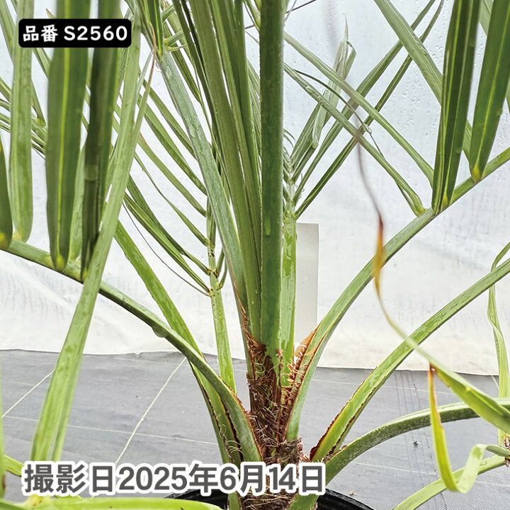 楽天市場】ココスヤシ 75～85cm前後 品番：S2560、S2582 : green 