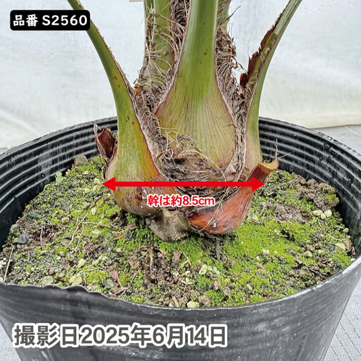楽天市場】ココスヤシ 75～85cm前後 品番：S2560、S2582 : green 