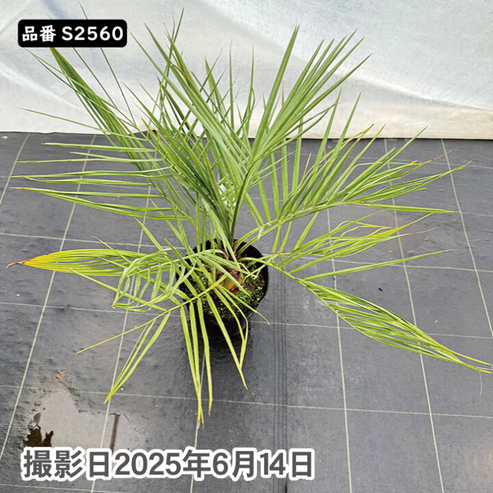 楽天市場】ココスヤシ 75～85cm前後 品番：S2560、S2582 : green 