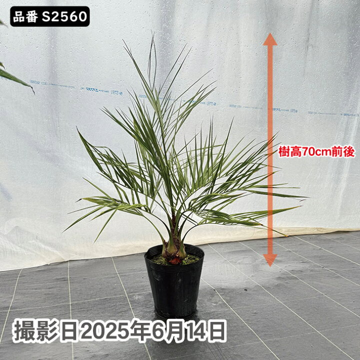 楽天市場】ココスヤシ 75～85cm前後 品番：S2560、S2582 : green 