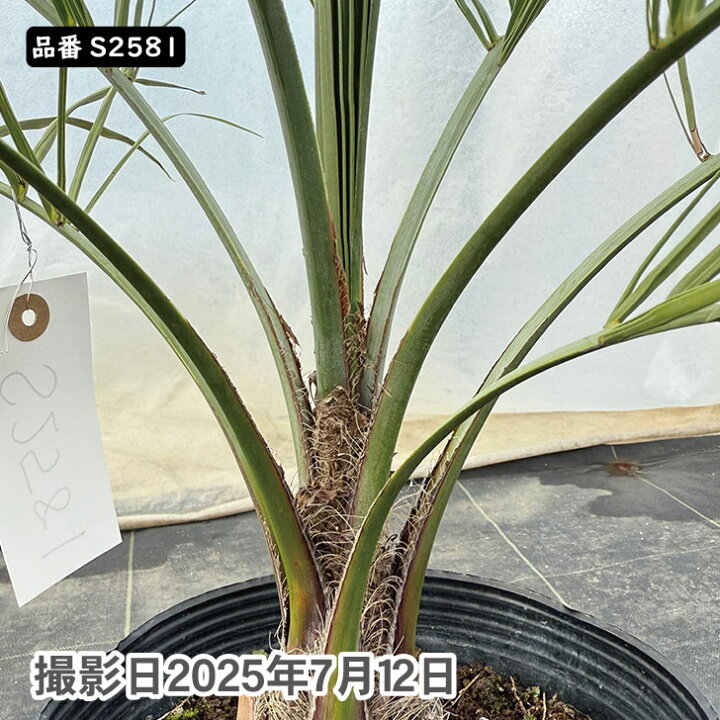 楽天市場】ココスヤシ 75cm前後 品番：S2581 : green ＆ smile 楽天市場店