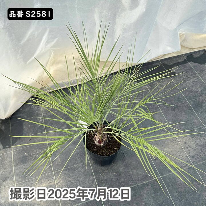 楽天市場】ココスヤシ 75cm前後 品番：S2581 : green ＆ smile 楽天市場店