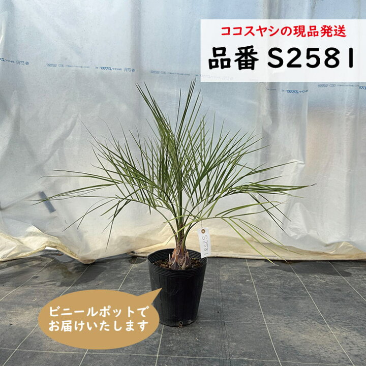 楽天市場】ココスヤシ 75cm前後 品番：S2581 : green ＆ smile 楽天市場店