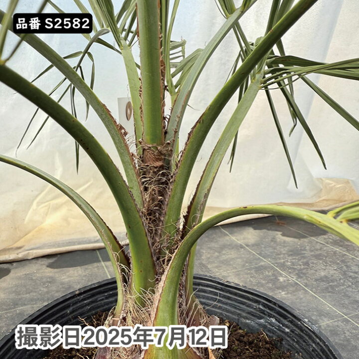 楽天市場】ココスヤシ 75～85cm前後 品番：S2560、S2582 : green 