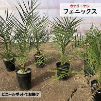 楽天市場】カナリーヤシ（観葉植物｜花・観葉植物）：花・ガーデン 