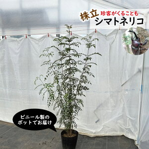 V}glR@@1.5mO@9i27cmj|bg@V{c[@΁@JugV̖