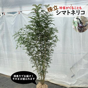 V}glR@@1.8mO@@V{c[@΁@JugV̖