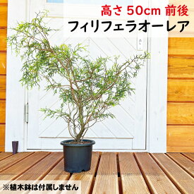 フィリフェラオーレア　高さ50cm前後　15cmポット コニファー 植木　庭木