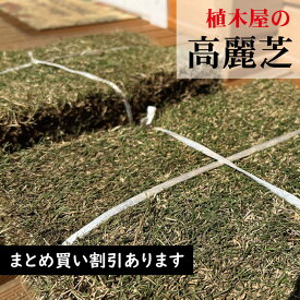 高麗芝　【2束、10束、14束、20束、30束】　芝・芝生・庭　コウライシバ・天然芝
