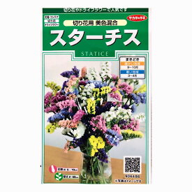 サカタ　スターチス　切り花用美色混合　0.3ml（約55粒）　花壇、コンテナ　切り花　ドライフラワー