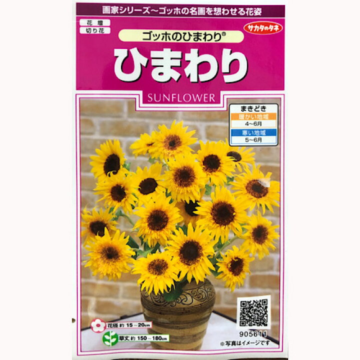 楽天市場 ひまわり ゴッホのひまわり 2ml 約８本分 サカタのタネ 花種 実咲シリーズ 花壇 切り花 種と苗の店 グリーンサム