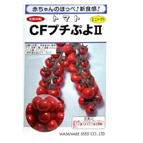 ぷちトマト　ヌード あうろり  