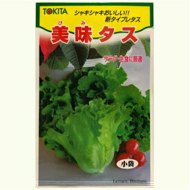 レタス 美味タス 2ml 半結球レタス トキタ種苗 家庭菜園 タネ 種